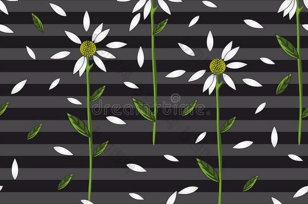 无缝的雏菊模式向灰色的条纹和黑的背景.whiteiron白铁