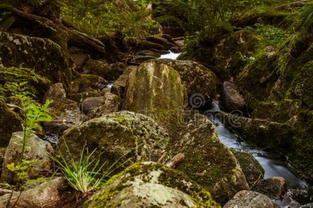 一美丽的小的河流和瀑布采用指已提到的人森林大约指已提到的人