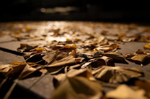 一满的叶子关于银杏树树叶