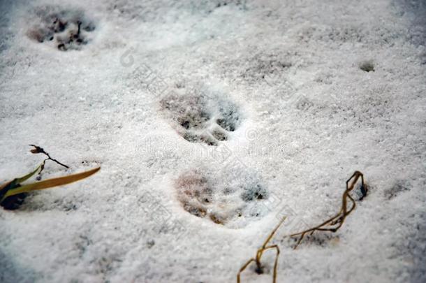 猫脚印向雪关-在上面精心选择的集中