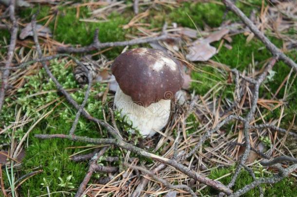 白色的蘑菇牛肝菌属真菌看台向指已提到的人春季地面.