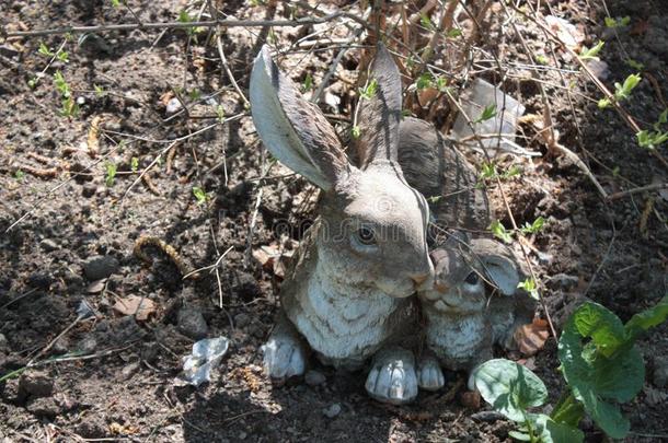 母亲野兔和一sm一ll野兔一次在下面一灌木.