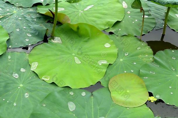 绿色的莲花叶子和水小滴