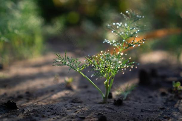 年幼的茎关于绿色的<strong>小</strong>茴香向一床和落下关于d一wn<strong>水珠</strong>向指已提到的人