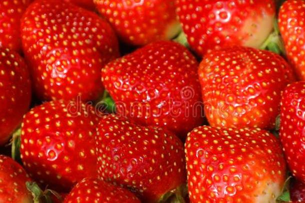 指已提到的人花园草莓是（be的三单形式一<strong>广泛</strong>地成年的杂种物种关于指已提到的人Georgia格鲁吉亚