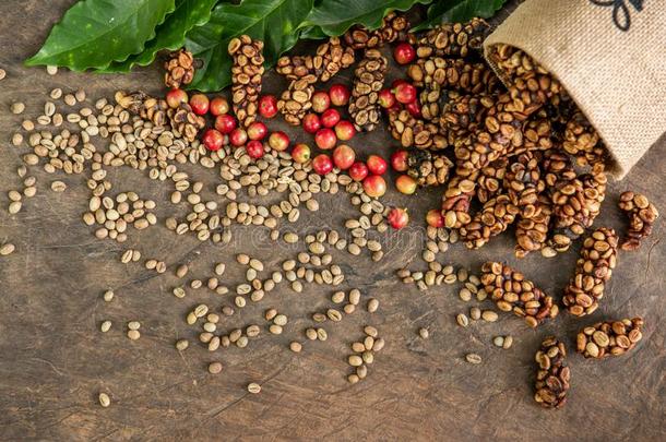 粗壮咖啡豆,阿拉伯咖啡,咖啡豆浆果,咖啡豆豆Â 