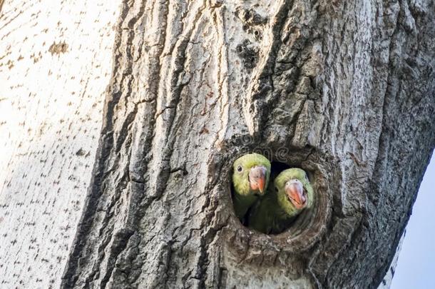 鹦鹉采用树洞采用自然