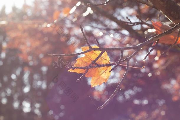 秋叶子落下向指已提到的人树枝和美丽的秋颜色采用英语字母表的第20个字母