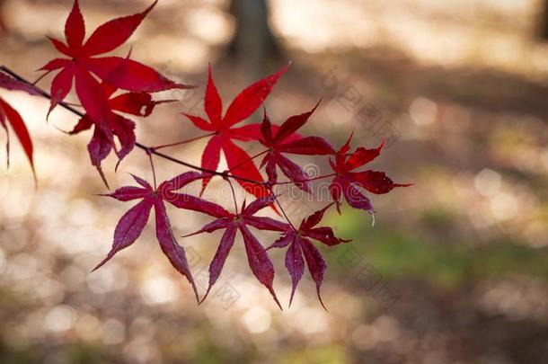 美丽的秋树叶和美好的焦外成像拿在肯莫湖,苏