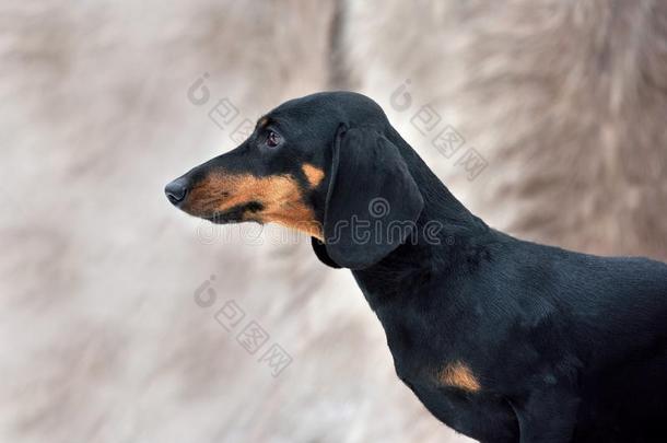 黑的和黄褐色小型的光滑的达克斯狗