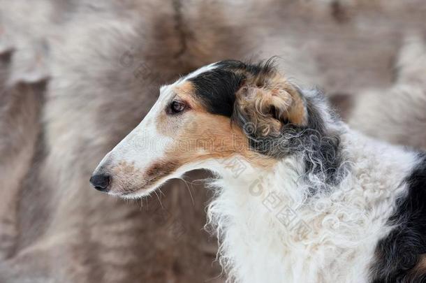 肖像关于俄国的猎狼犬