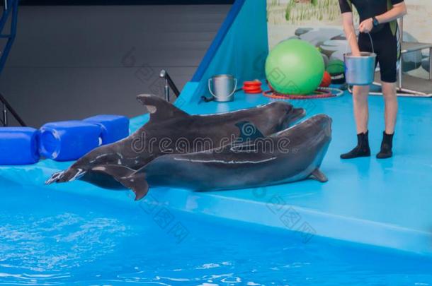 训练过的海豚采用指已提到的人水族馆,海豚ariums.给看和海豚
