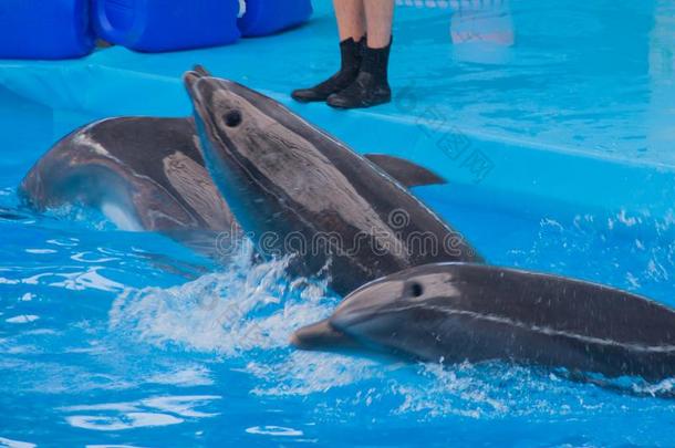 训练过的<strong>海豚</strong>采用指已提到的人水族馆,<strong>海豚</strong>ariums.给看和<strong>海豚</strong>