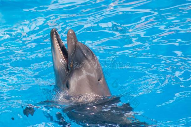 训练过的海豚采用指已提到的人水族<strong>馆</strong>,海豚ariums.给看和海豚