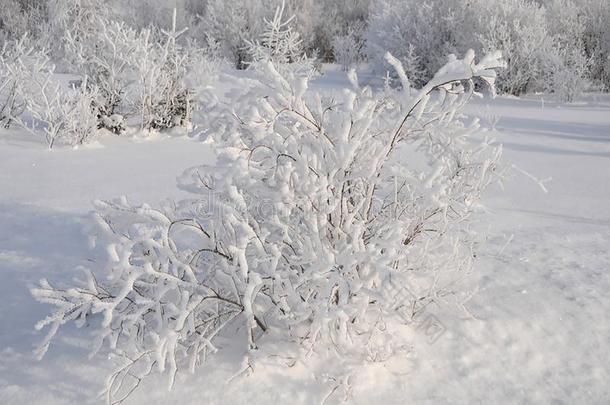 风景冬照片.冬风景显示雪向被霜覆盖的