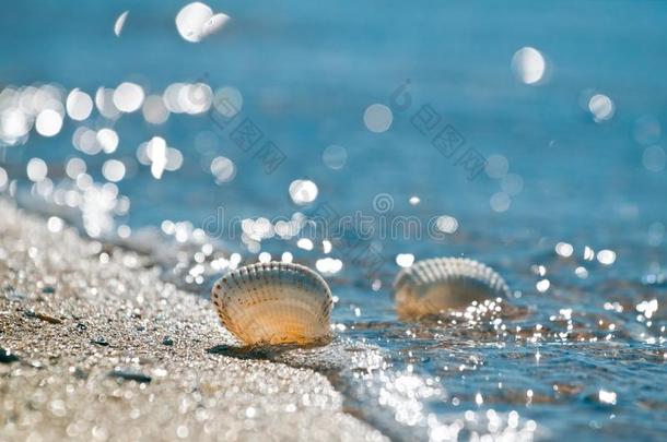 波浪盖子空的透明的贝壳向黑的海沙的海滩