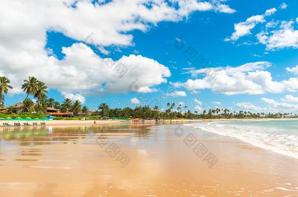 波尔图demand需要加林哈斯海滩采用Ipojuca自治市,棘云实红木,胸罩