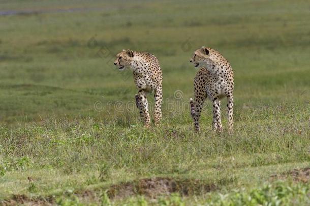 两个非洲猎豹猎豹具缘垂毛