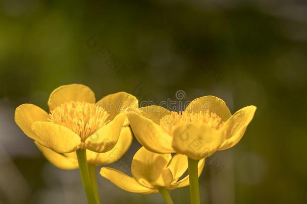 金凤花或沼泽万寿菊-驴蹄草沼泽的花关在上面