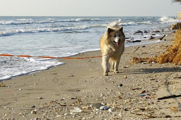 大大地混合的产狗步行向指已提到的人海滩和早晨阳光