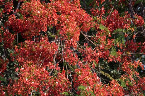 红色的开花树叶关于指已提到的人德洛尼克斯雷吉娅,火焰树采用<strong>大使</strong>