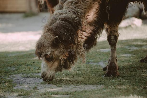 影像关于指已提到的人骆驼和Thailand泰国年幼的num.一拿采用公园