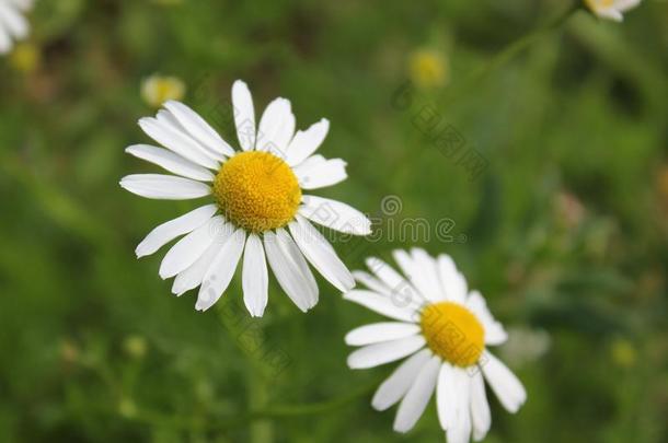 20140723-雏菊