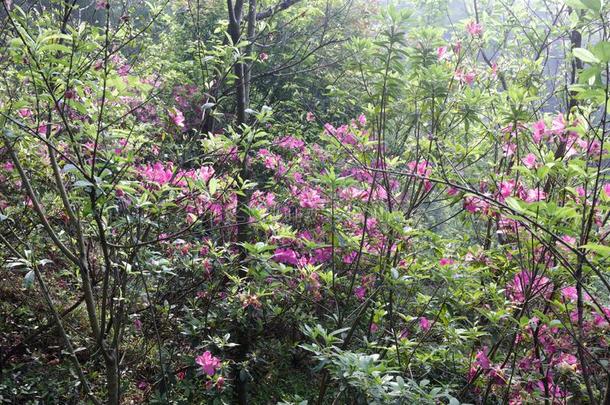 杜鹃花花向清<strong>远山山</strong>,风干土坯三原色红绿兰彩色值