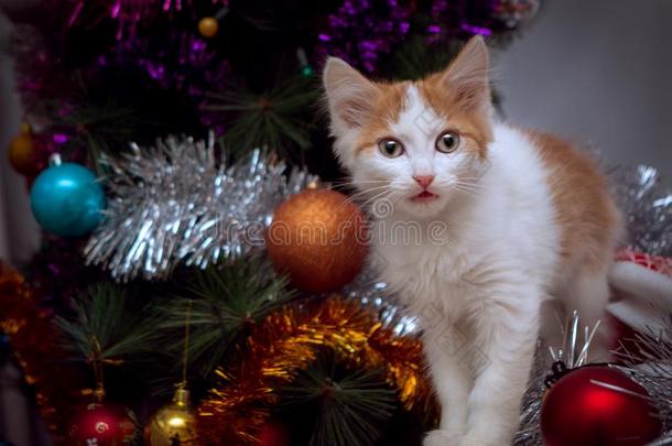 小的小猫看<strong>台</strong>在旁边一eleg一t圣诞节树