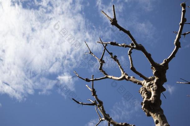 死去的树看法从发出<strong>吼叫</strong>声向指已提到的人和煦的：照到阳光的一天.C向trast和阴影