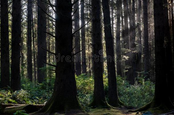 太阳照采用指已提到的人松类的树森林