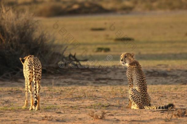 指已提到的人非洲<strong>猎豹猎豹</strong>具缘垂毛猫的和她幼小的兽步行穿过