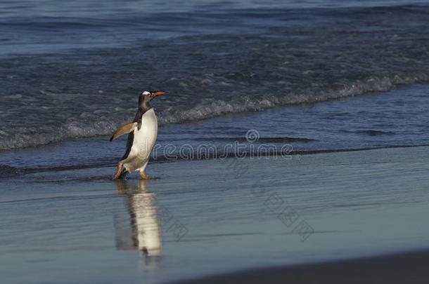 巴布亚企鹅企鹅即将到来的上岸采用指已提到的人福克兰岛