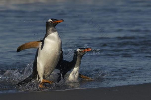 巴布亚企鹅企鹅即将到来的上岸采用指已提到的人福克兰岛