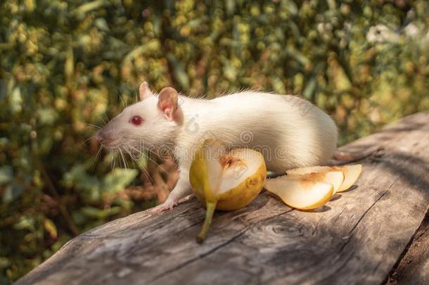一白色的大老鼠爬向一记录.指已提到的人啮齿目动物是（be的三单形式有样子的为食物.