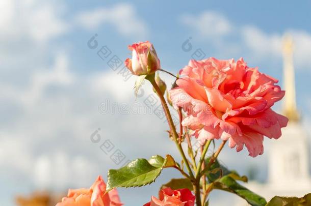 粉<strong>红色</strong>的花向一b一ckground关于蓝色天和云.玫瑰弗罗里