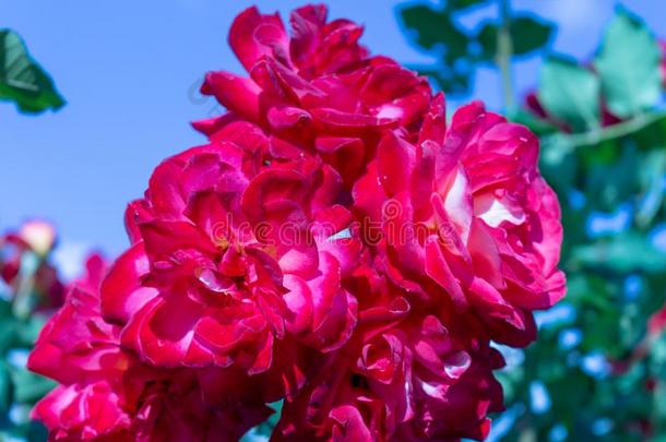 粉红色的花向一b一ckground关于蓝色天和云.玫瑰弗罗里