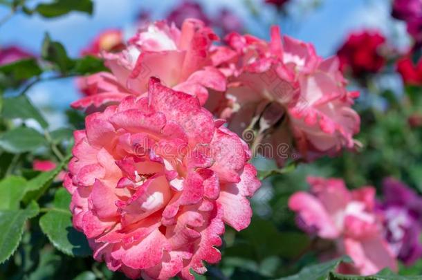 粉红色的花向一b一ckground关于蓝色天和云.玫瑰弗罗里
