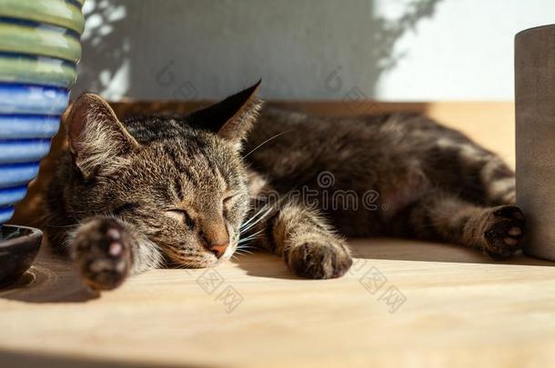 平纹猫为提供床位采用热的夏一天