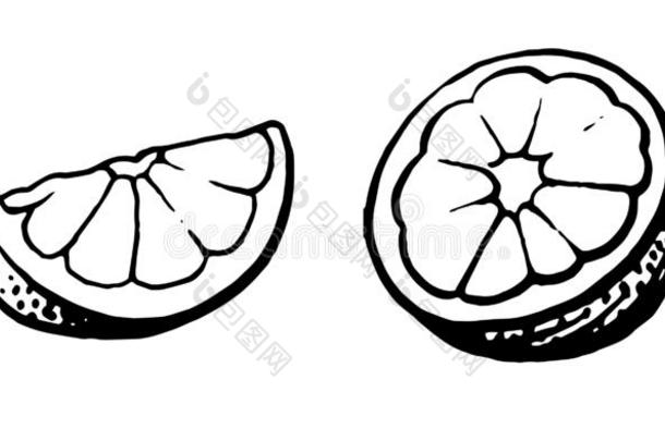 葡萄柚.<strong>手绘</strong>画.柠檬,桔子,普通话,柑橘属果树,酸<strong>橙</strong>.