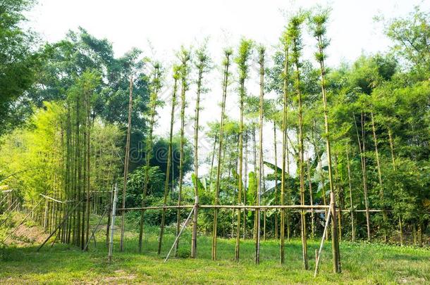 竹子植物教养或竹子植物ation背景