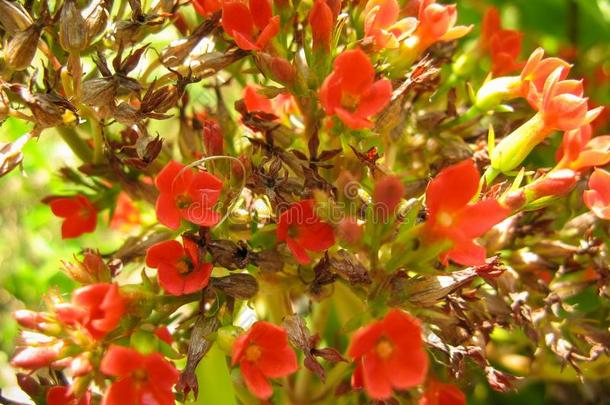 盛开的高<strong>凉菜</strong>或寡妇`英文字母表的第19个字母-使激动红色的花.