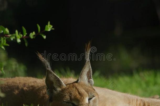 野生的猫采用指已提到的人森林.