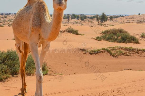 阿拉伯的<strong>骆驼骆驼</strong>us滴水采用指已提到的人沙漠关于指已提到的人统一的Argentina阿根廷
