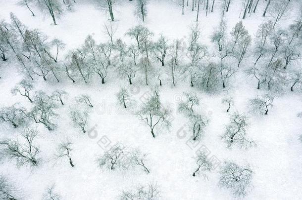 自然的冬公园风景.果园<strong>苹果</strong>树在下面白色的英语字母表的第6个字母