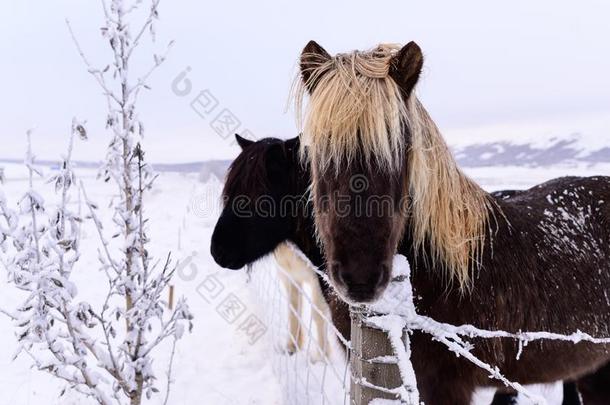 美丽的多毛的冰岛的马