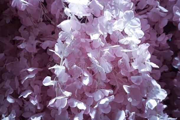冬丁香花属粉红色的白色的花背景
