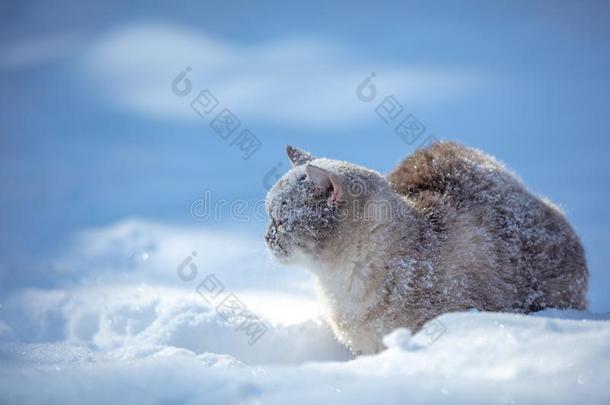 暹罗人猫步行采用指已提到的人深的雪
