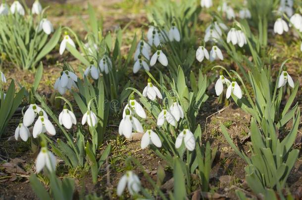 许多雪花莲第一春季花白色的颜色-向地面,SaoTomePrincipe圣多美和普林西比