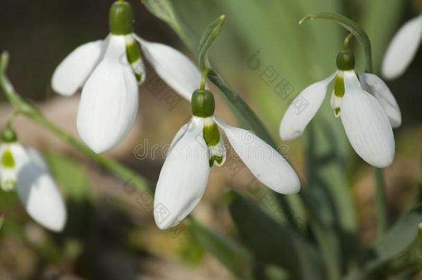 雪花莲第一春季花白色的颜色向地面,SaoTomePrincipe圣多美和普林西比.SaoTomePrincipe圣多美和普林西比